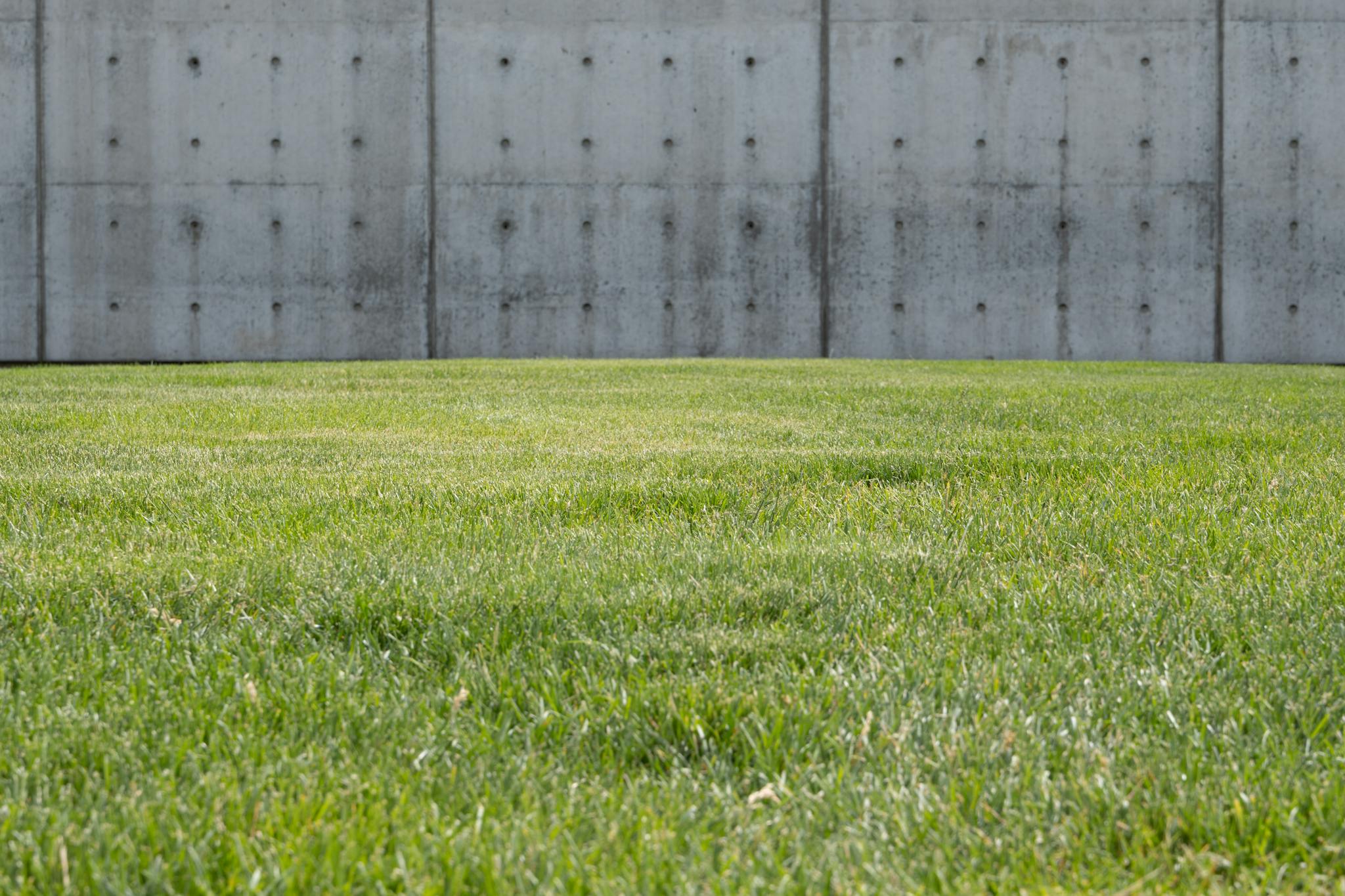 A vibrant green lawn contrasts with a textured concrete wall, evoking modern outdoor aesthetics.