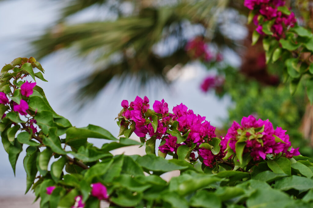 Bougainvillea: The Drama Queen We All Love