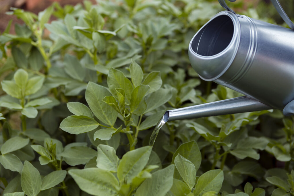 How to Stop Overwatering Your Plants — You're Not Drowning Stress, You're Drowning Roots