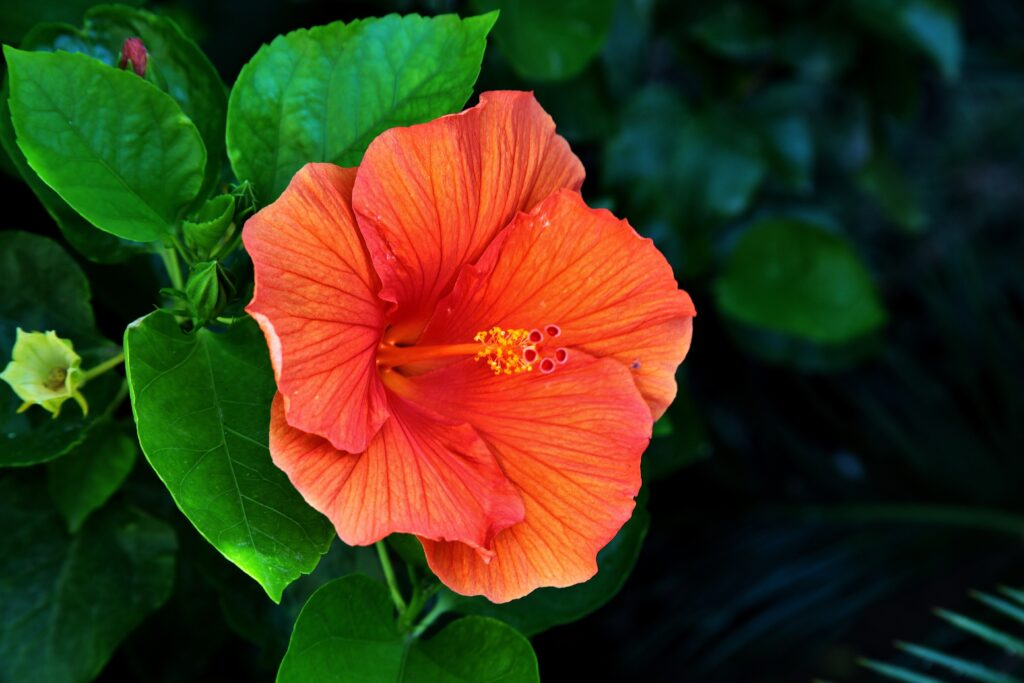 Hibiscus (Rosa Sinensis): Main Character Energy