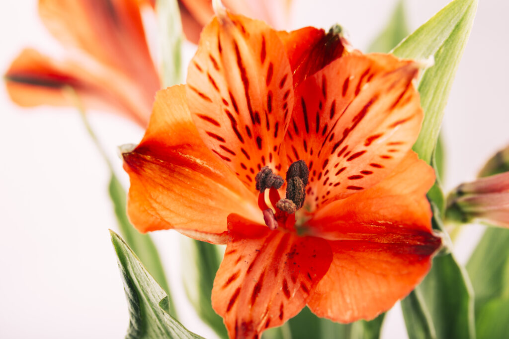 Canna Lily: Loud, Bold, and Beautiful